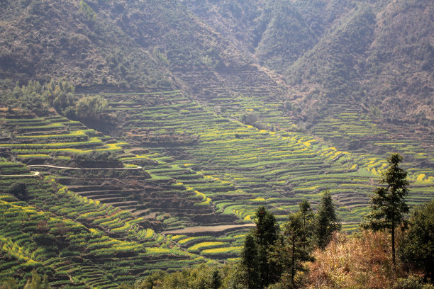 婺源油菜花风景