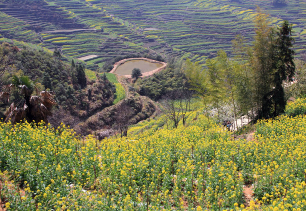 婺源油菜花风景