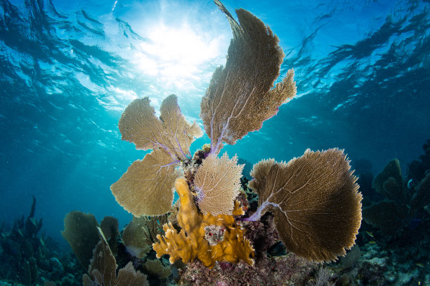 深的深海生物