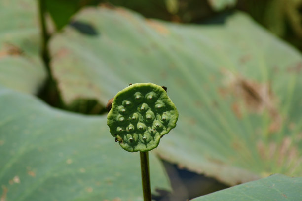 莲子莲蓬青莲子