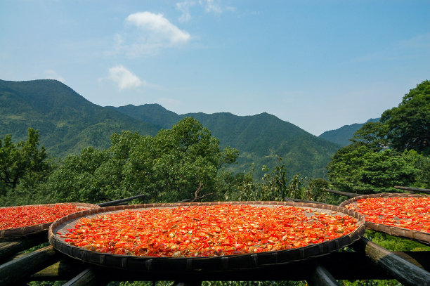 婺源油菜花