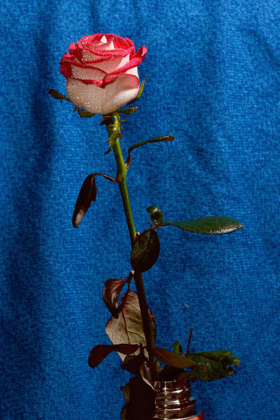 刺玫瑰花叶
