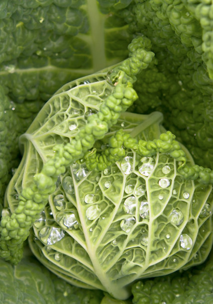 白菜蔬菜青菜透明素材