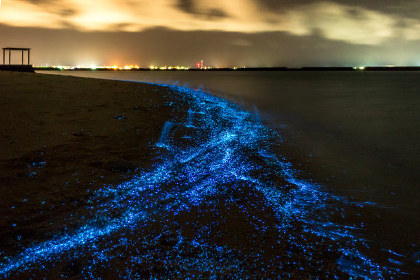 浮游生物