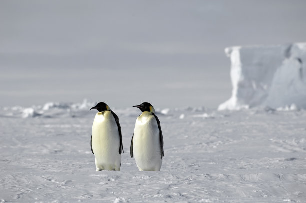 两只可爱的企鹅