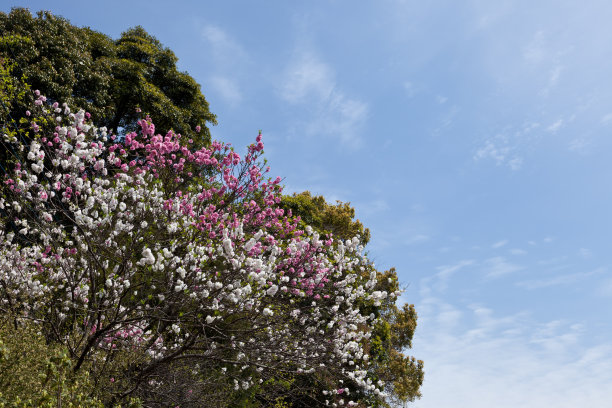 美丽粉色重瓣樱花