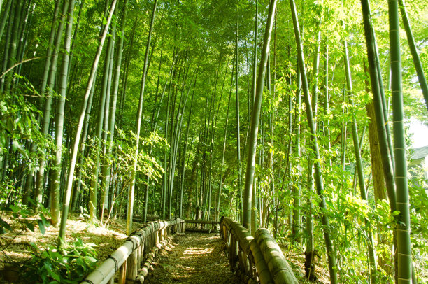 日本文化,里山,枝繁叶茂