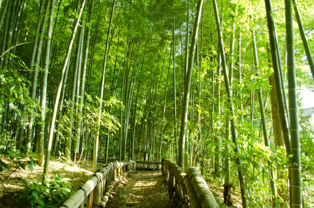 林间路 林间小道 竹林 竹子