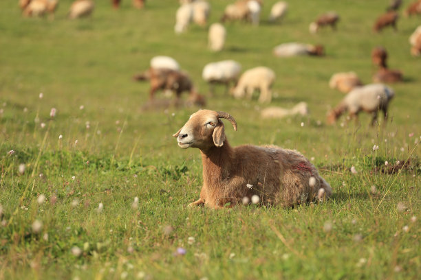 新疆绵羊