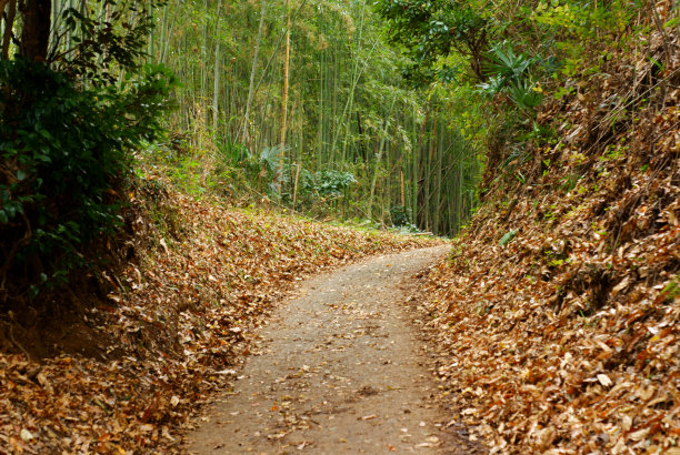 竹林栈道