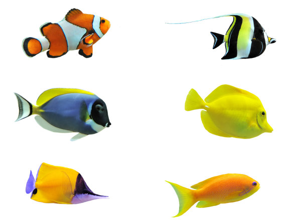 多彩的鱼