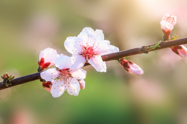 桃子图案花纹壁纸背景