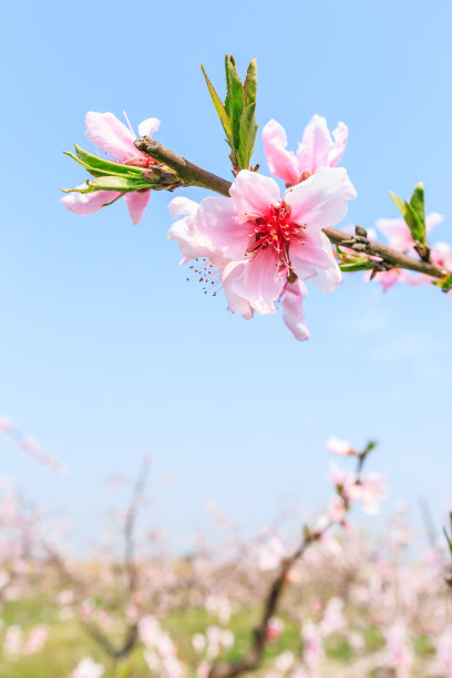 桃子图案花纹壁纸背景