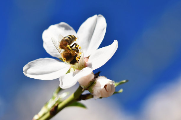 樱花1蜜蜂