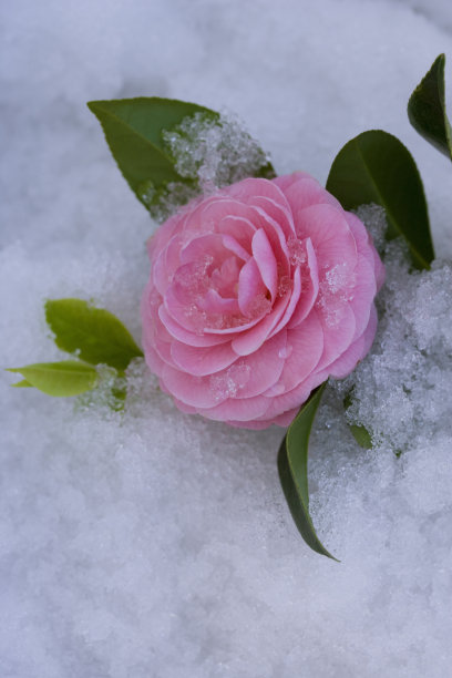 山茶花之小雪