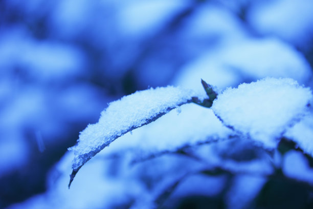 山茶花之小雪