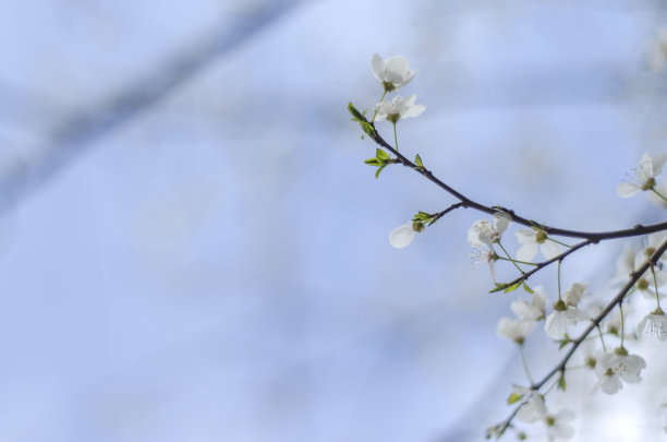春天桃花绿叶边框图片