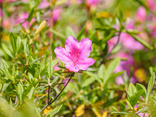 杜鹃花蕊