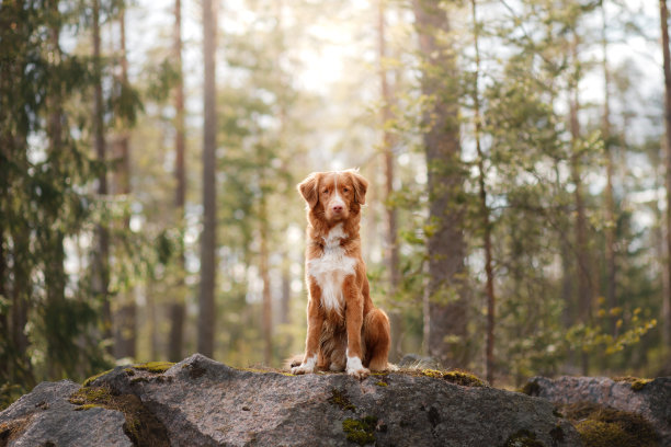 寻回犬