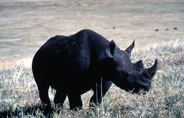 非洲黑犀牛