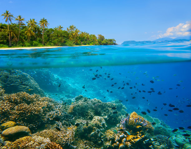 海洋生物 海底鱼类 海水