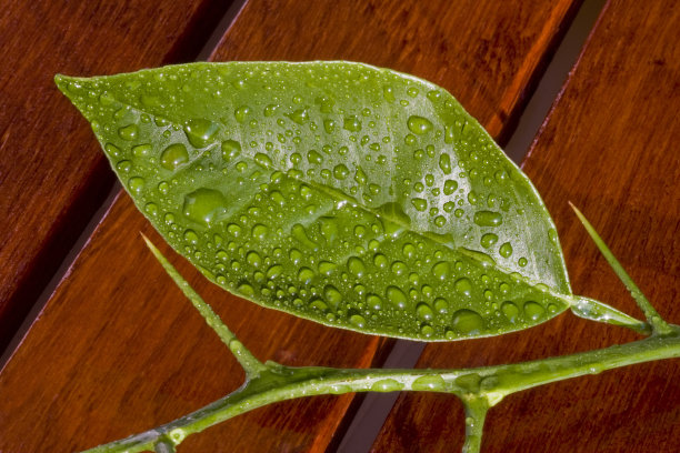 柑橘树,果蔬种植