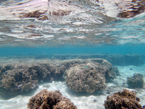  海底世界珊瑚背景墙 