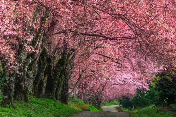 樱花路