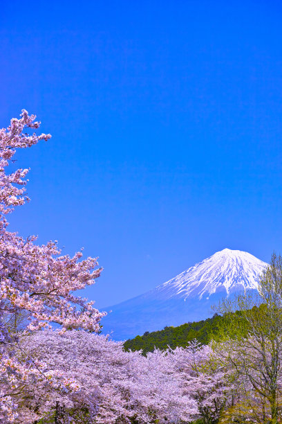 雪山和樱花风景