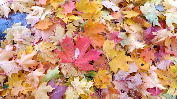 秋天树叶微距拍摄