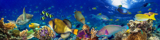 珊瑚热带鱼水下风光