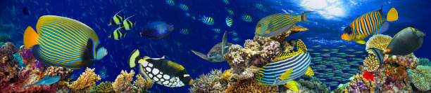 海底世界,热带鱼