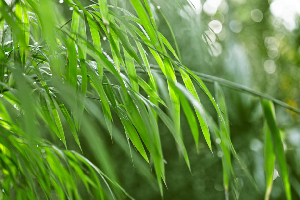 绿色竹林绿色背景