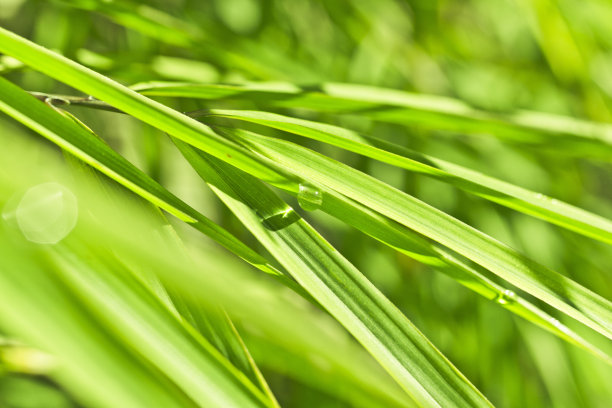 绿色竹林绿色背景