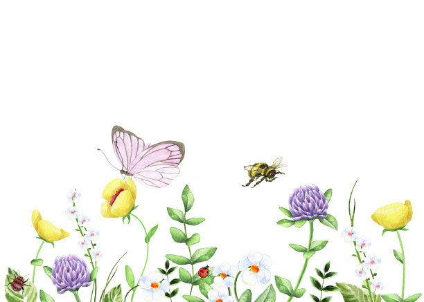 白车轴草与蜜蜂