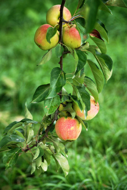 苹果园苹果种植