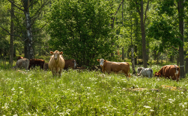 生态肉牛养殖场