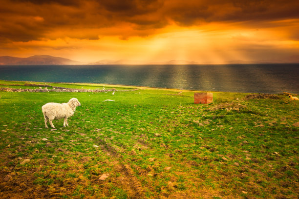 海景 日落 羊羔