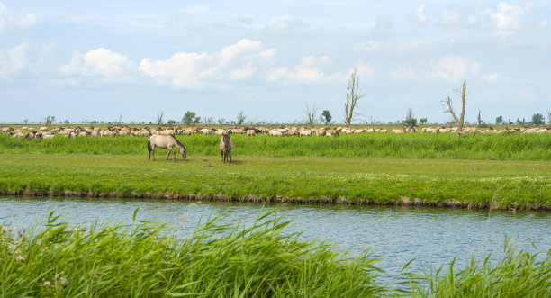 夏季湿地河流中的马