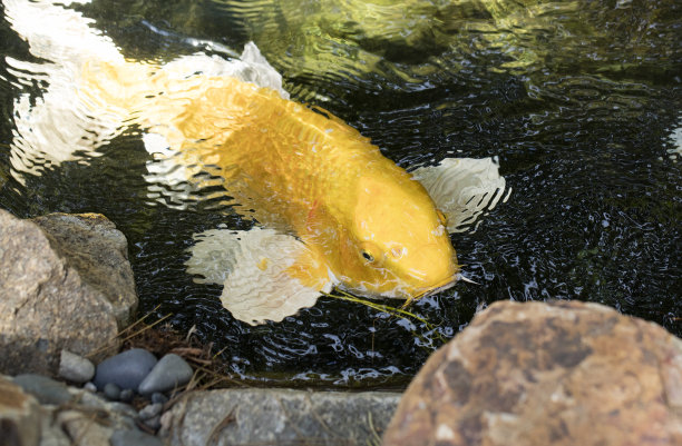 鲤鱼在岩石上游泳