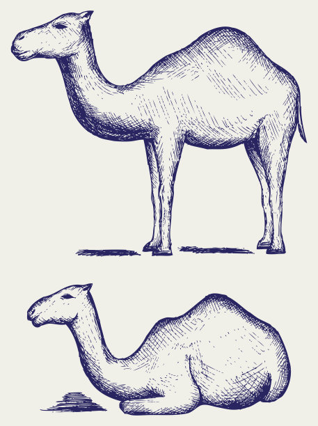 站立和卧着的骆驼