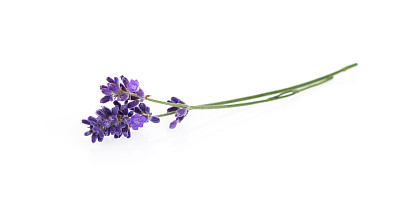 鲜花紫色植物