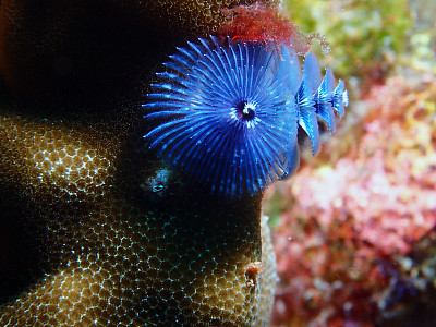 深的深海生物