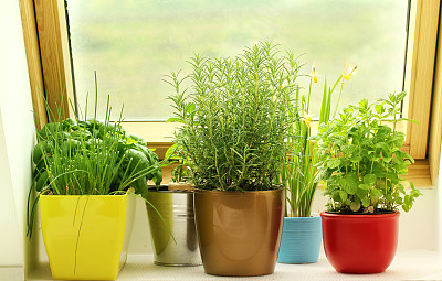 香料植物