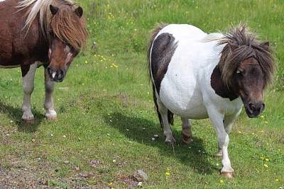 水平画幅,无人,设得兰矮种马