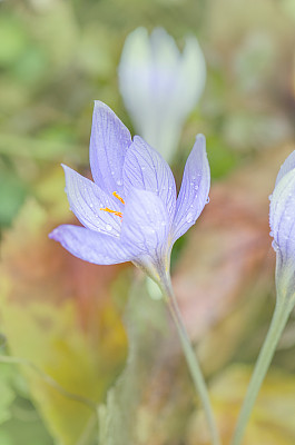 清明节踏青季