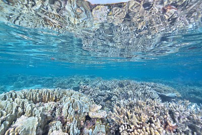 深的深海生物