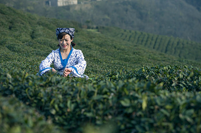 采茶女工