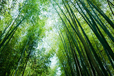 竹林栈道