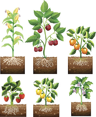 植物果实